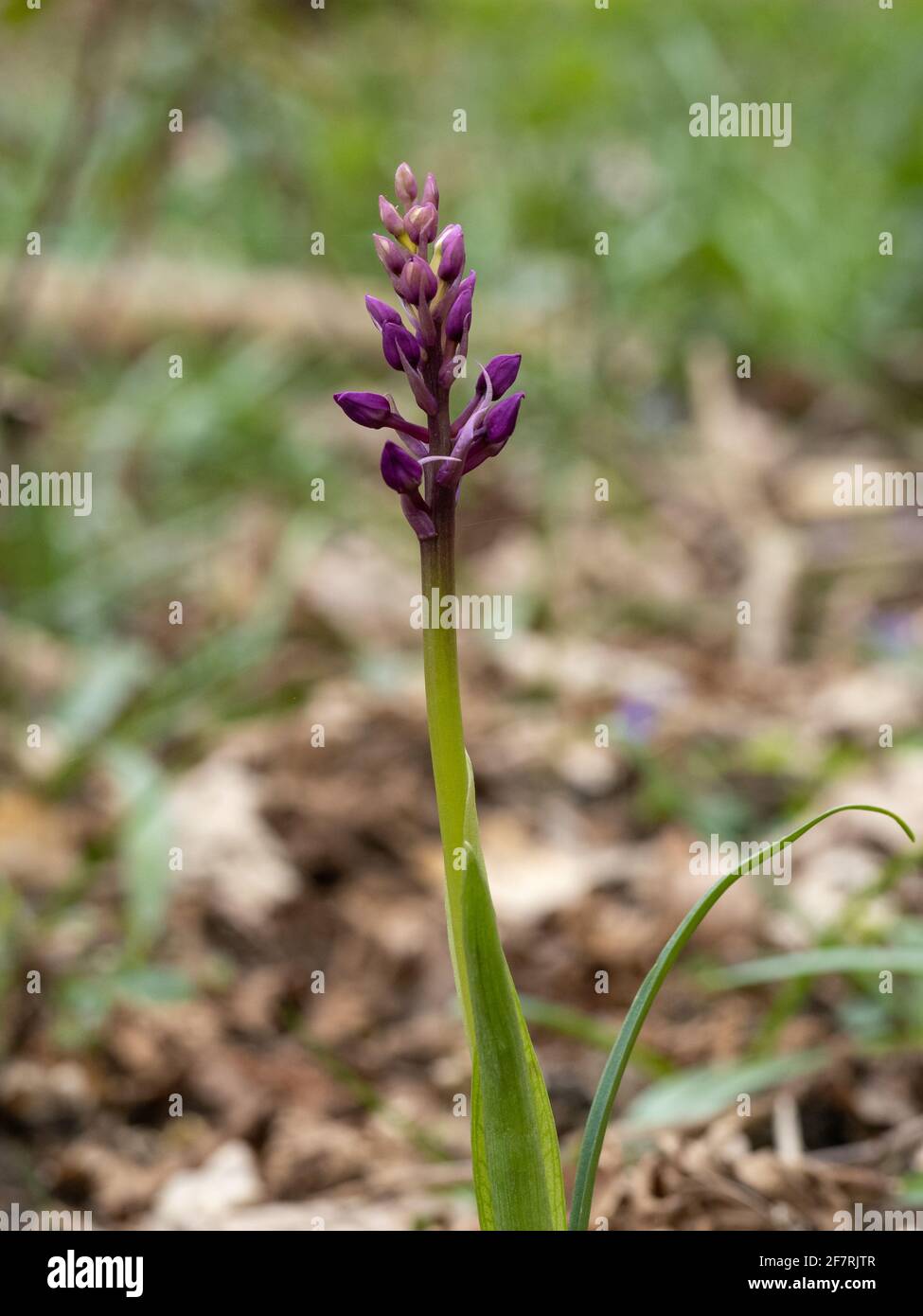 Early purple orchid in bud beginning to flower Stock Photo