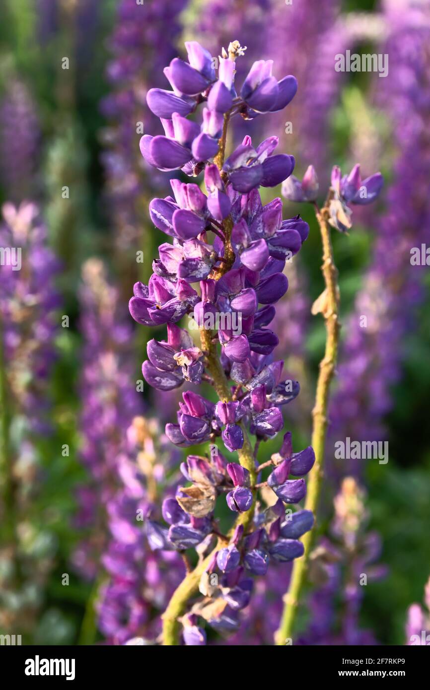 Blooming lupine on a summer field Stock Photo