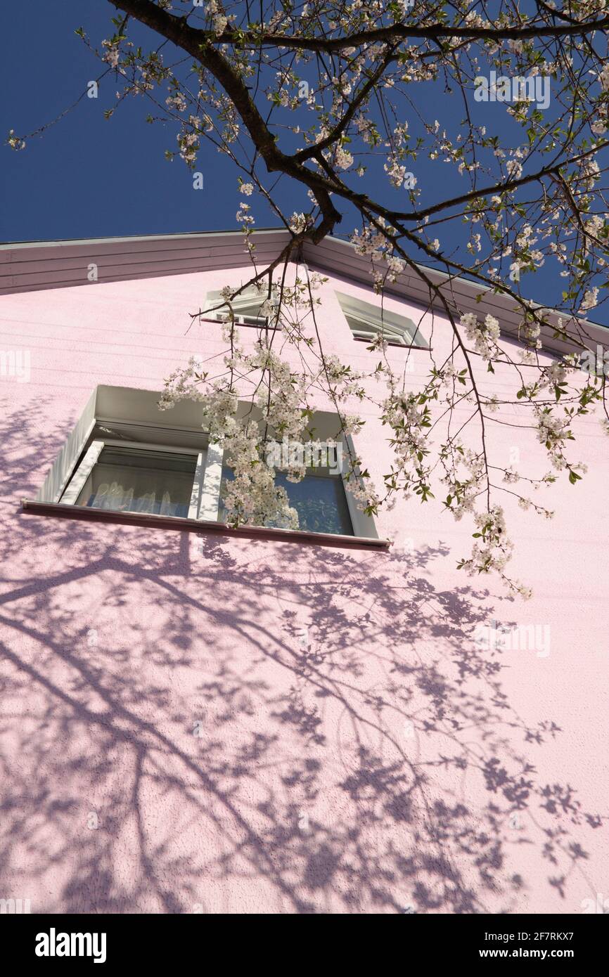 A branch of cherry blossoms directed to the window of a residential building Stock Photo