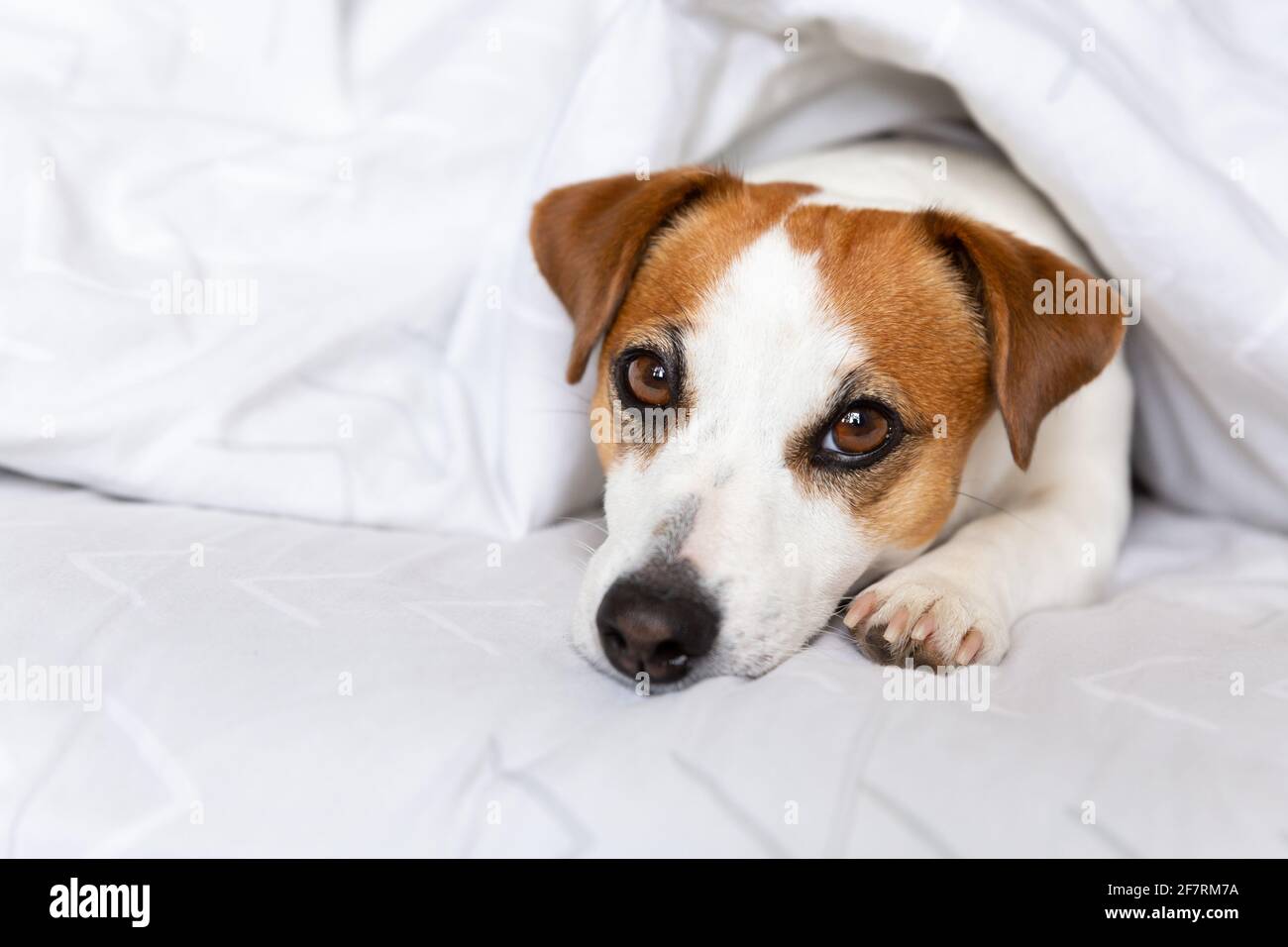 A dog Jack Russell Terrier lies on the bed under a blanket, looks at