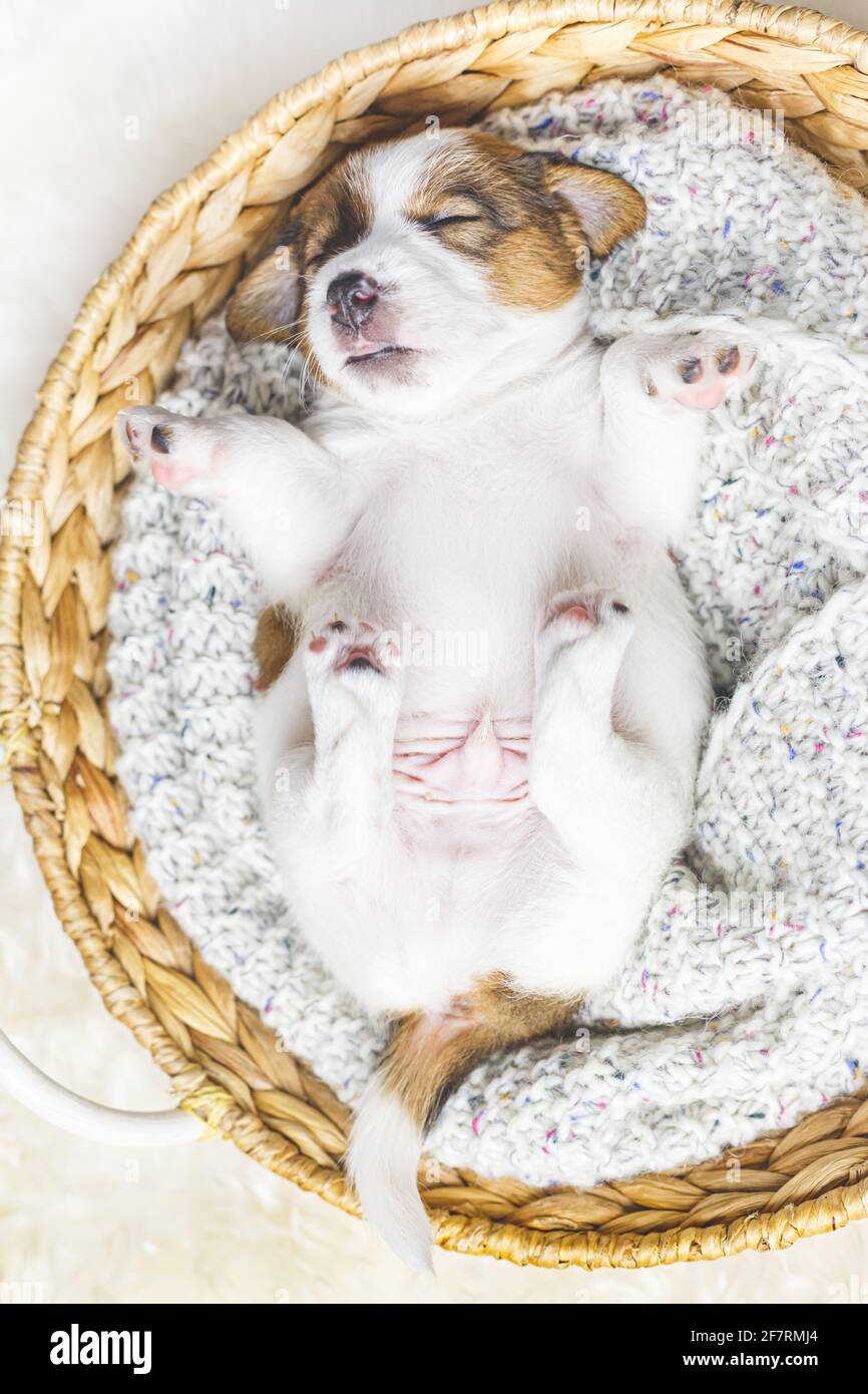 Newborn Jack Russell High Resolution Stock Photography and Images - Alamy