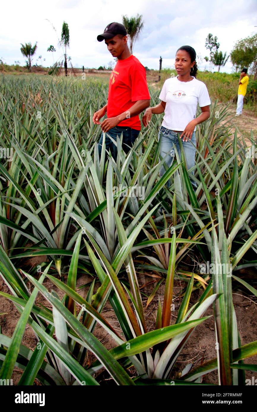 Pineapple plantation worker hires stock photography and images Alamy