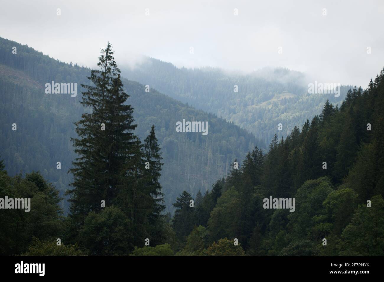 Misty landscape fir forest hi-res stock photography and images - Alamy