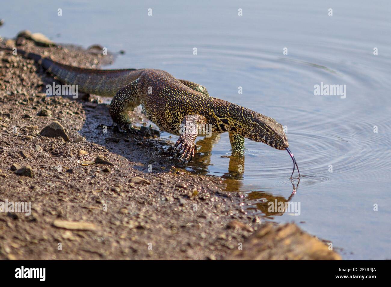 Water monitor (Varanus niloticus) on water edge of river in Kruger national park South Africa Stock Photo