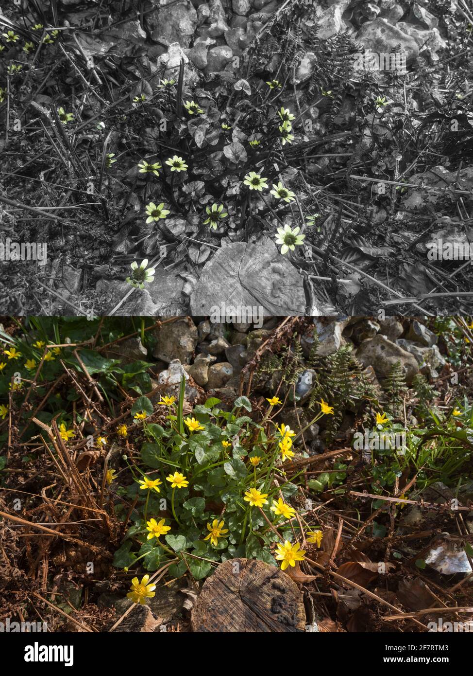 Ficaria verna,  lesser celandine or pilewort comparison with normal daylight and UV reflected light. Stock Photo
