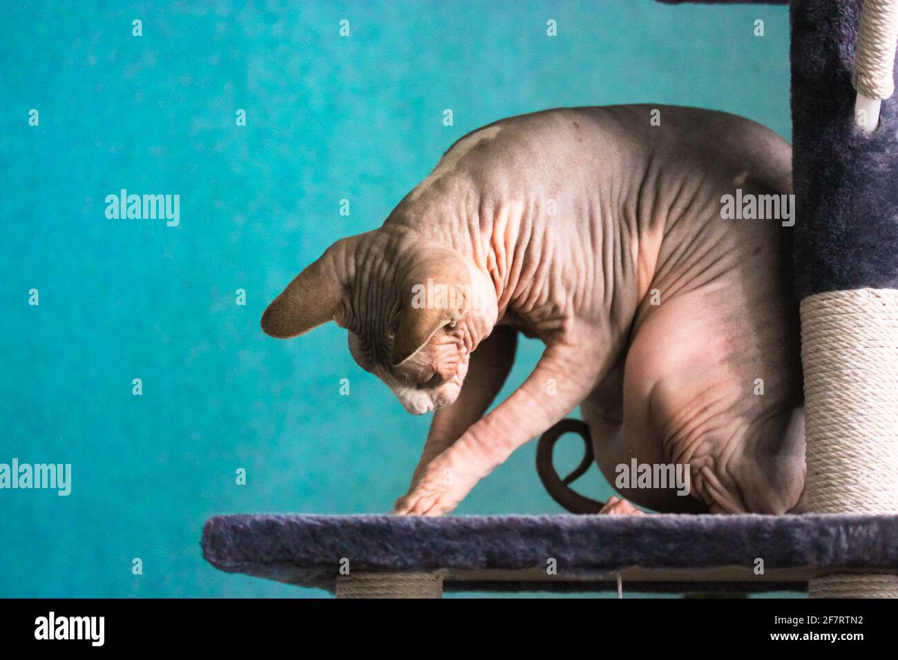 Canadian Sphynx cat is playing with something, sitting on a claw tower, scratching post. Pet in a modern interior against a blue wall. The wrinkled sk Stock Photo
