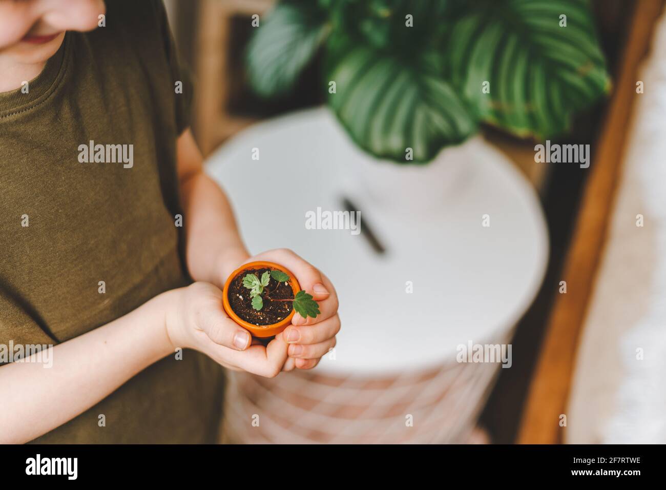 Kid gardeners potted plant Stock Photo - Alamy