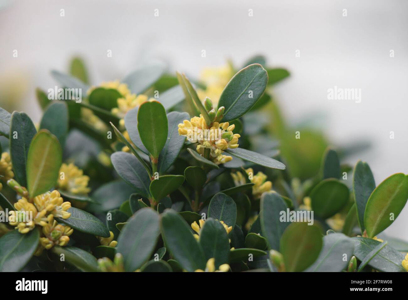 Blooming boxwood. Buxus sempervirens with yellow flowers. Yellow Buxus flowers Stock Photo