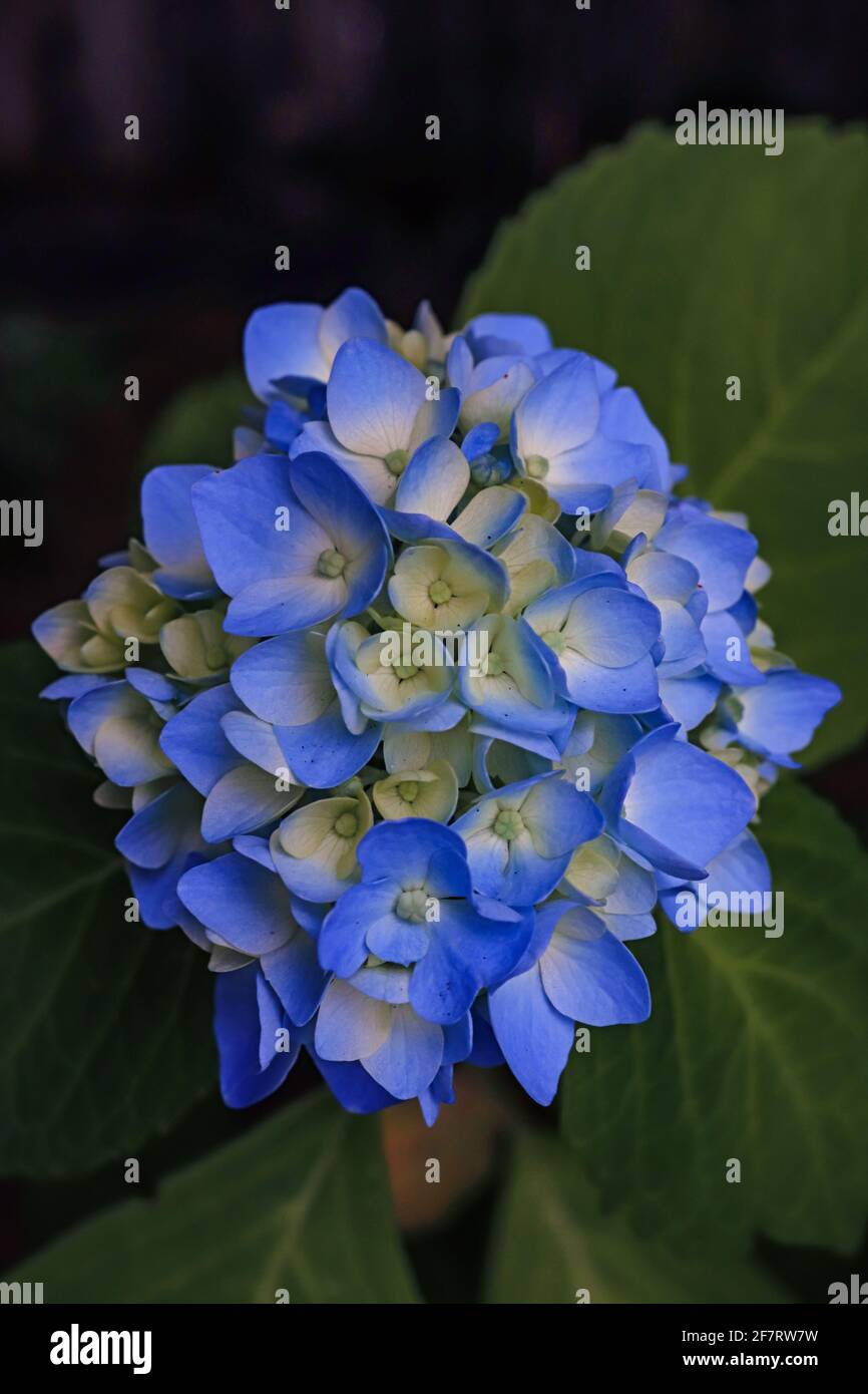 Blue blooming summer hydrangea Stock Photo