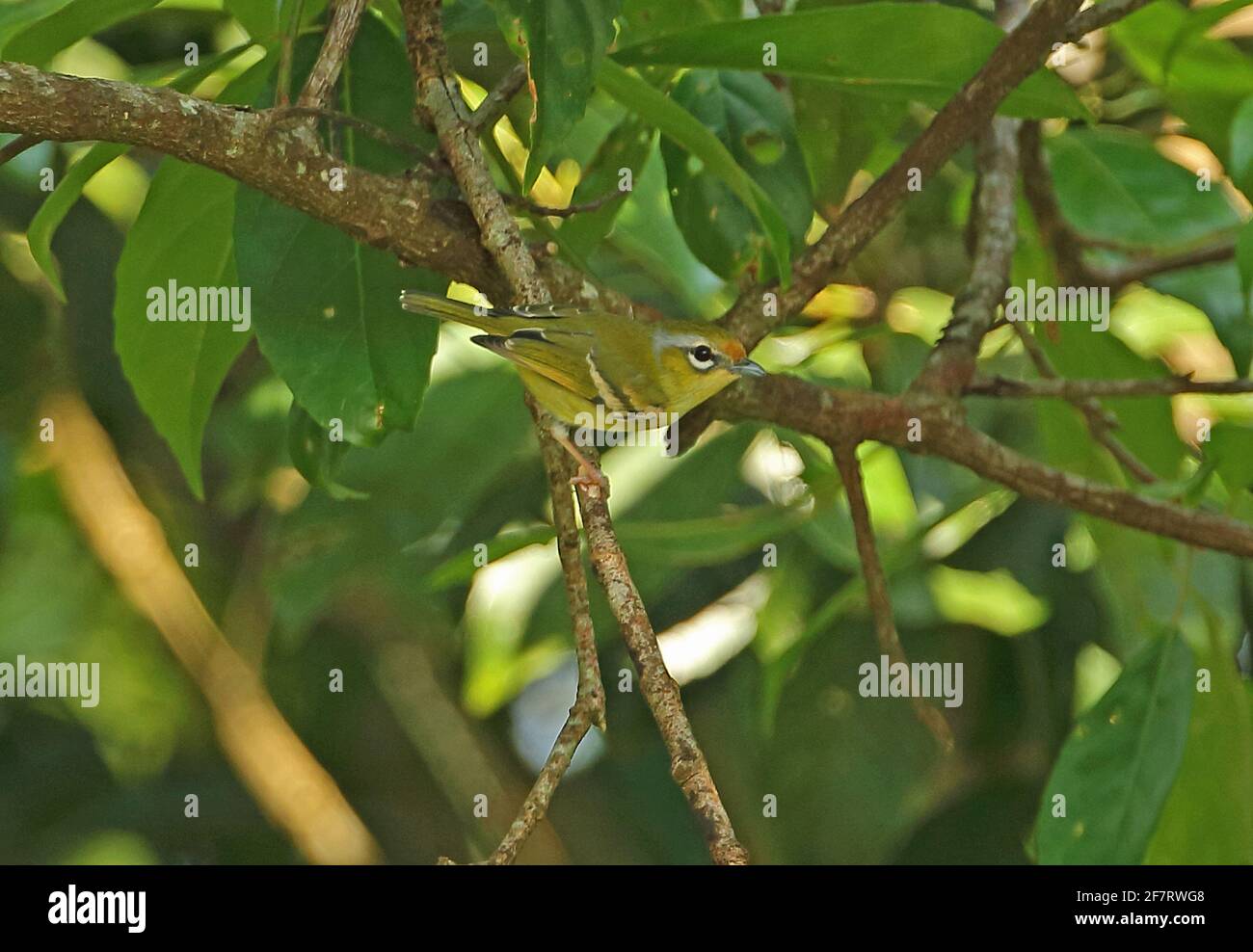 Chestnut-fronted Shrike-babbler (Pteruthius aenobarbus indochinensis) adult female perched on twig Dakdam highland, Cambodia                January Stock Photo