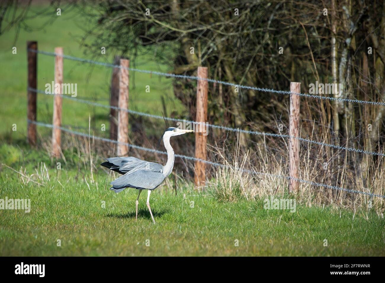 A Single Grey Heron standing in a field spreading its wings Stock Photo
