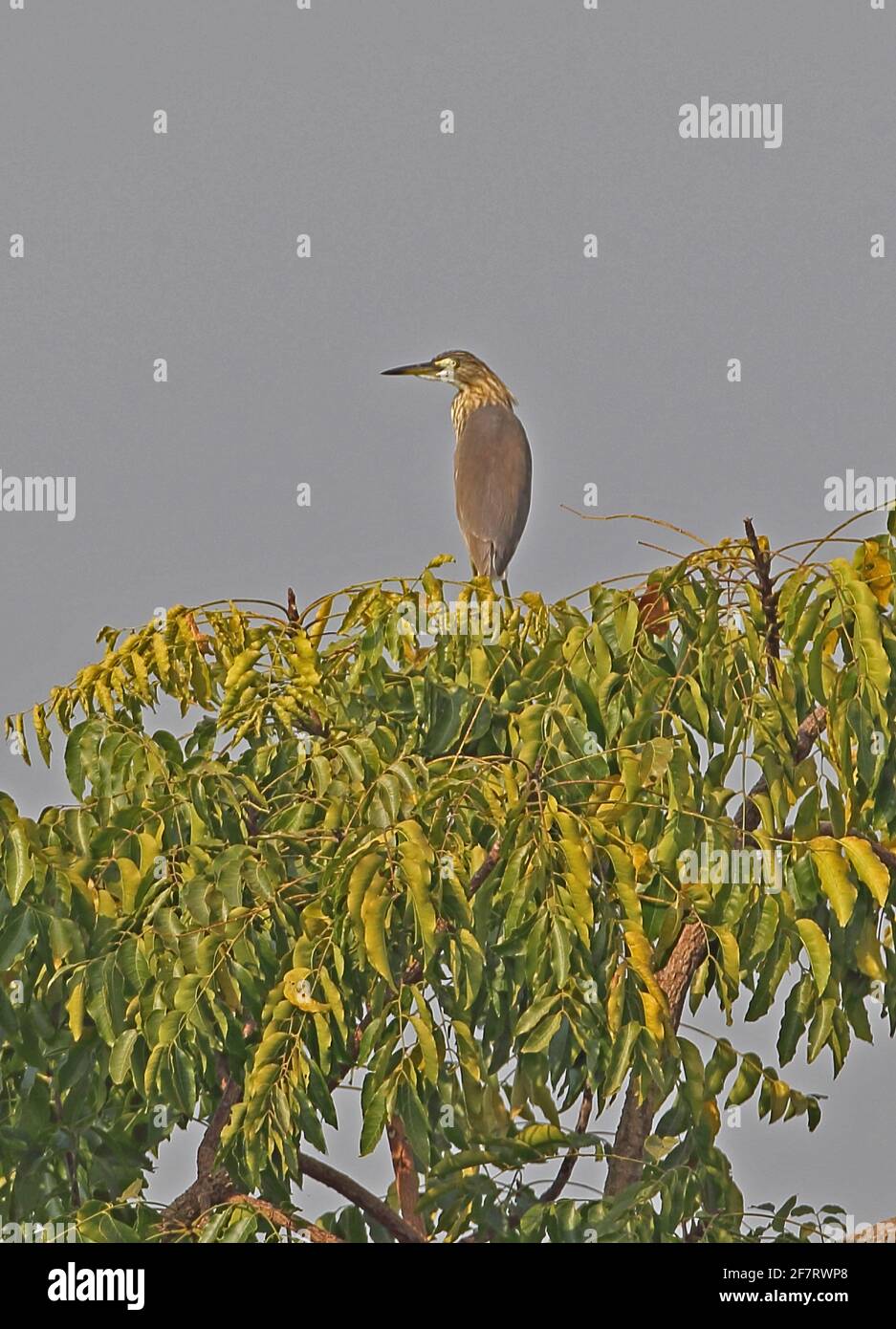 Chinese Pond-heron (Ardeola bacchus) adult perched on tree top Ang Trapaeng Thmor, Cambodia          January Stock Photo