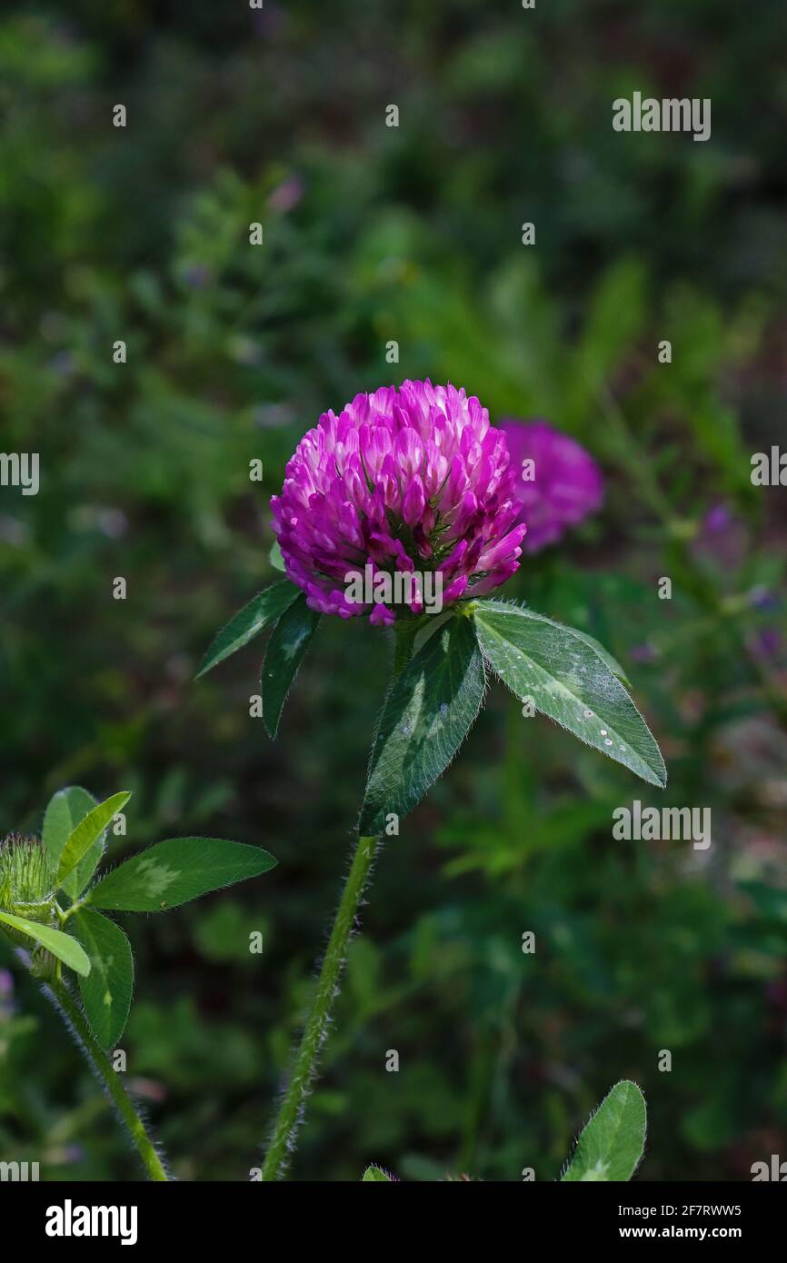 Red clover blooming in the yard Stock Photo