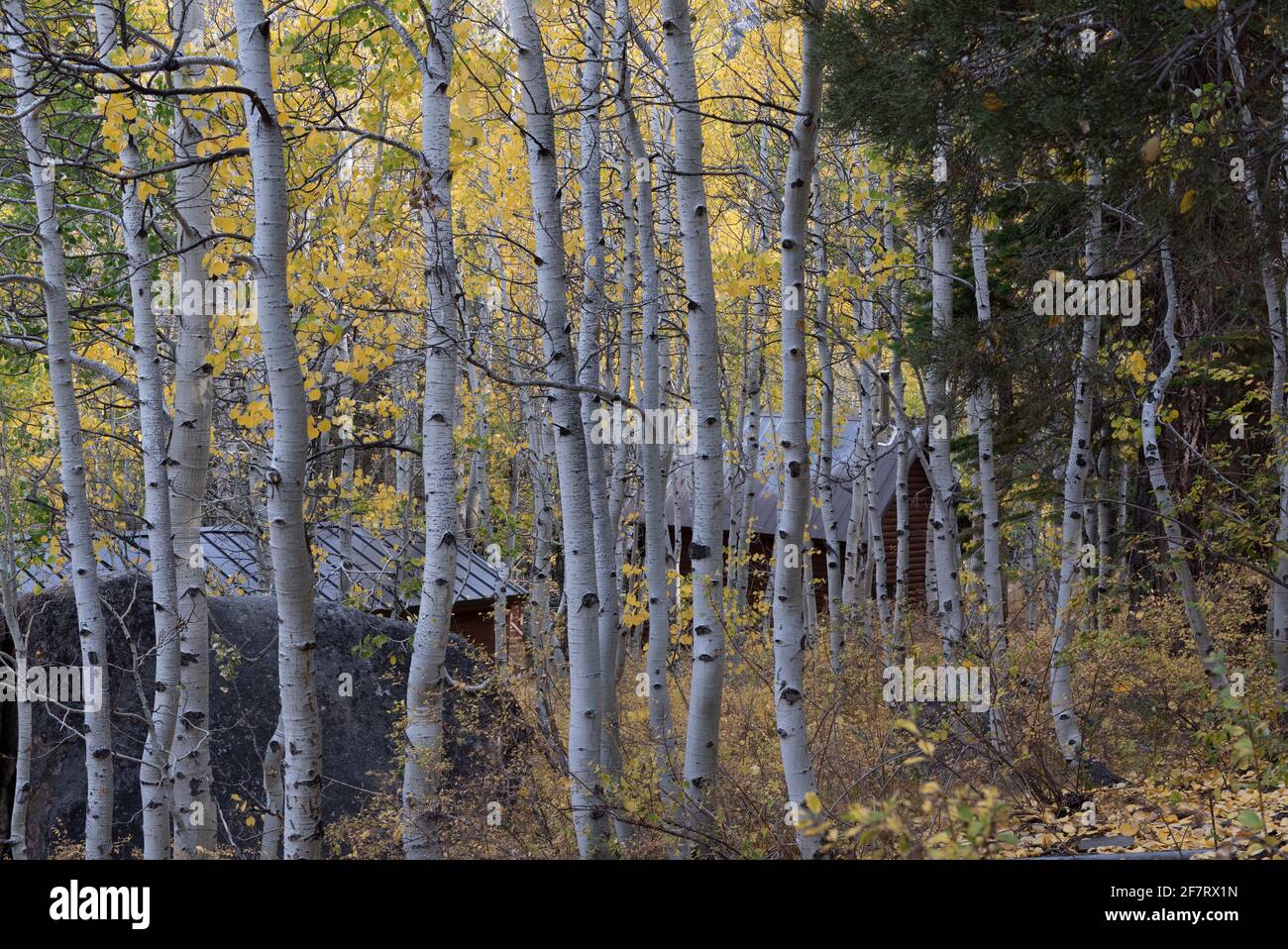 Cabin at the Wylder Hotel, former Sorensen's resort, nested among aspen trees in the Hope Valley near Markleeville, a famous tourist spot in the Fall, Stock Photo