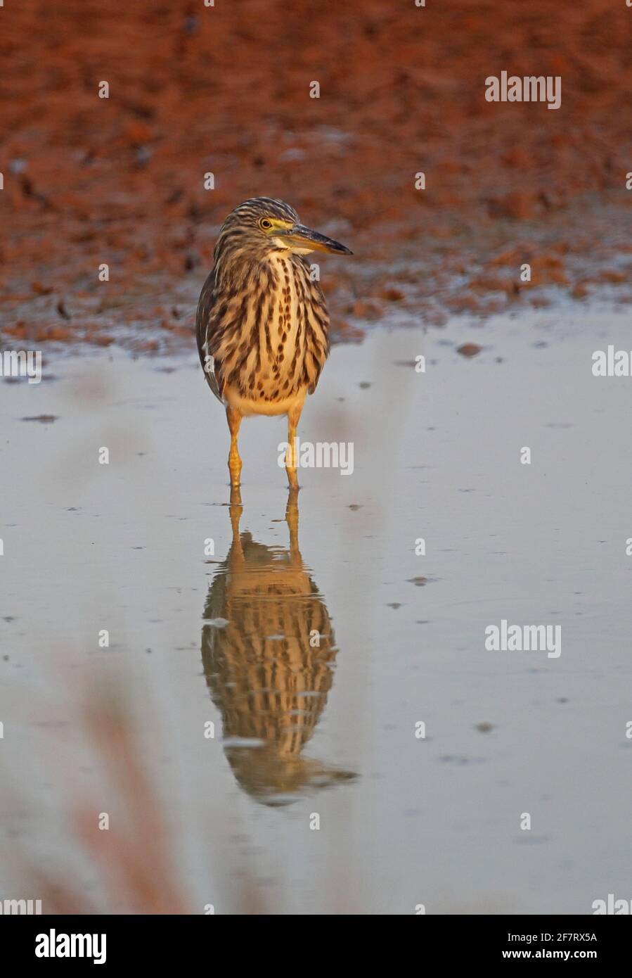 Chinese Pond-heron (Ardeola bacchus) adult standing in shallow water Ang Trapaeng Thmor, Cambodia          January Stock Photo