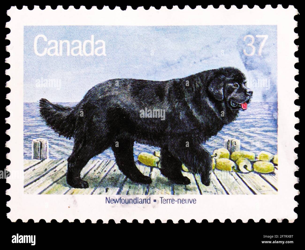 Is The Russian Newfoundland Dog Extinct