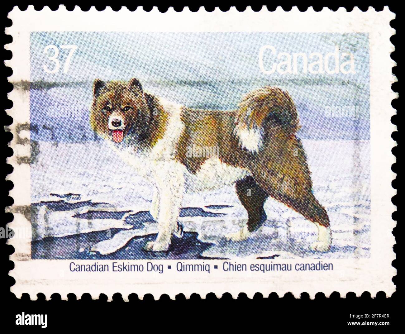 Canadian Eskimo Dog High Resolution Stock Photography And Images Alamy Canadian Eskimo Dog High Resolution Stock Photography And Images Alamy