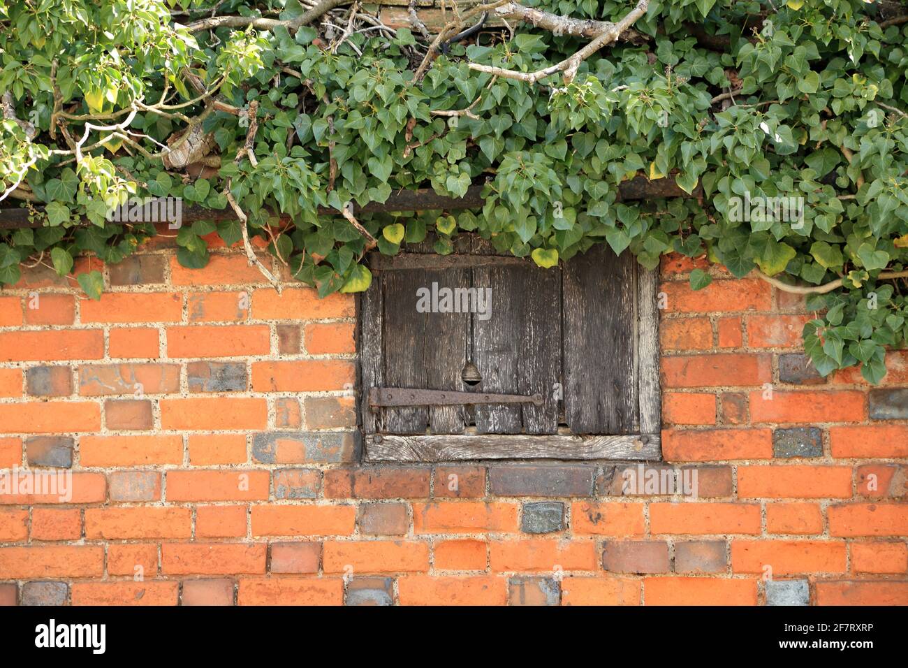Brick wall and shuttered window of ivy clad rustic barn in the village of Stowting on the edge of the North Downs, Stowting Hill, Stowting, Kent, Engl Stock Photo