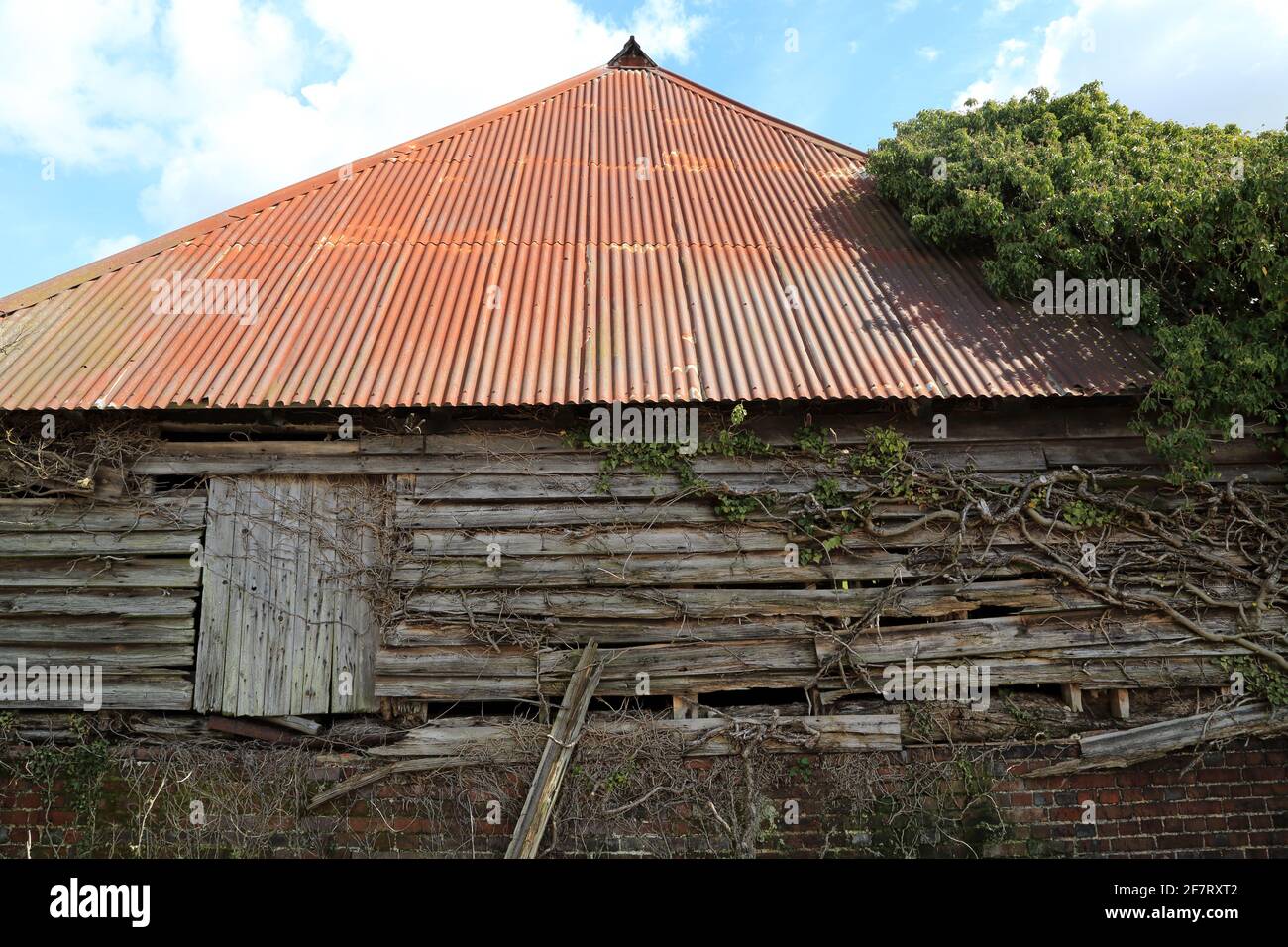Rustic barn with red tin roof and ivy climbing the wooden walls in the village of Stowting on the edge of the North Downs, Stowting Hill, Stowting, Ke Stock Photo