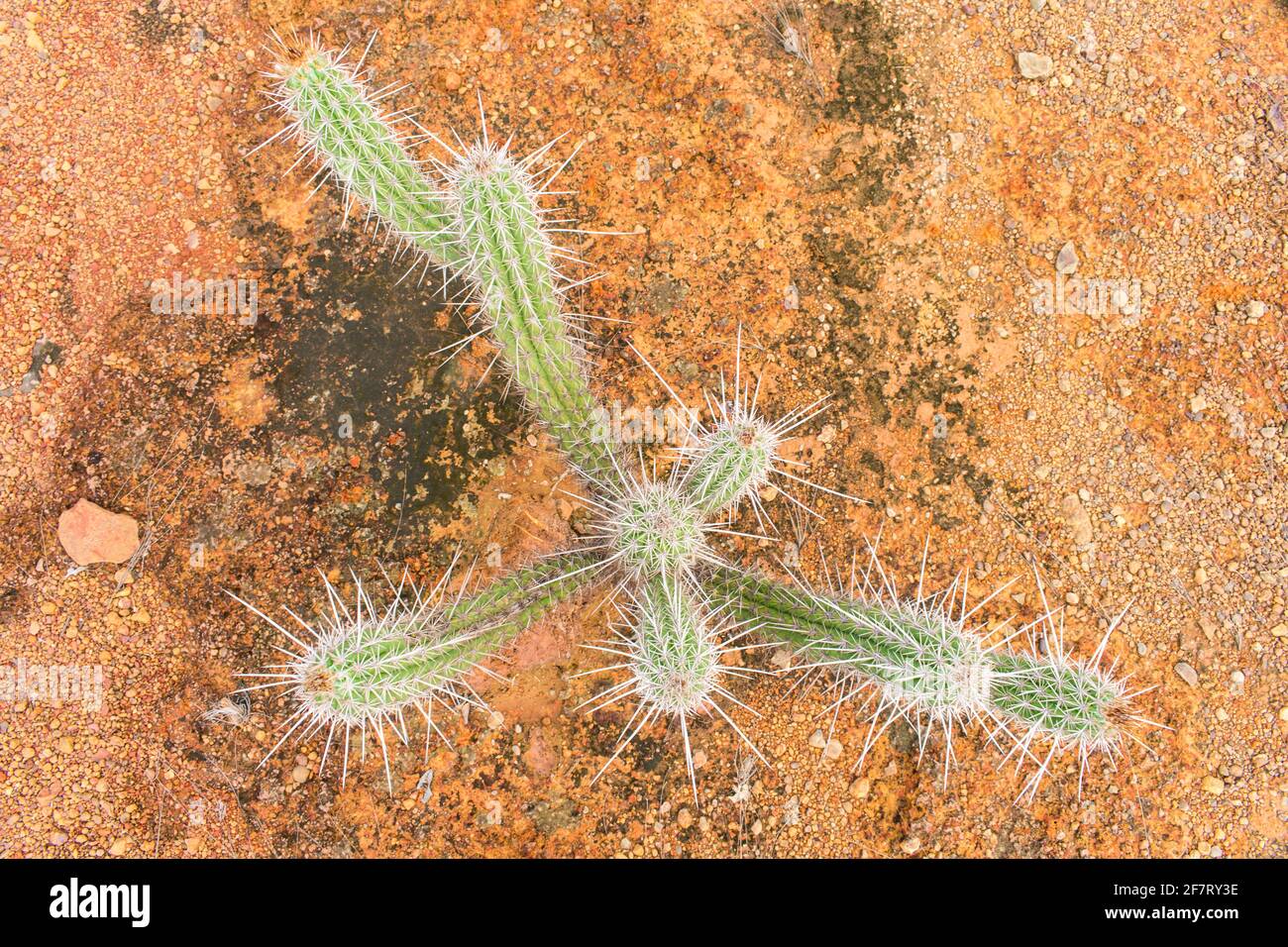 Xique xique cactus (Pilosocereus gounellei), typical from the caatinga
