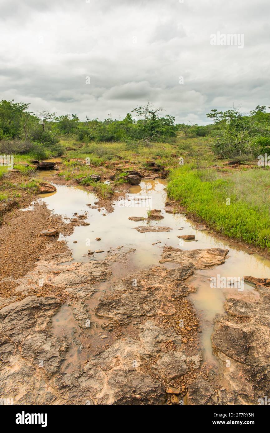 Cerrado ecosystem brazil river hi-res stock photography and images - Alamy