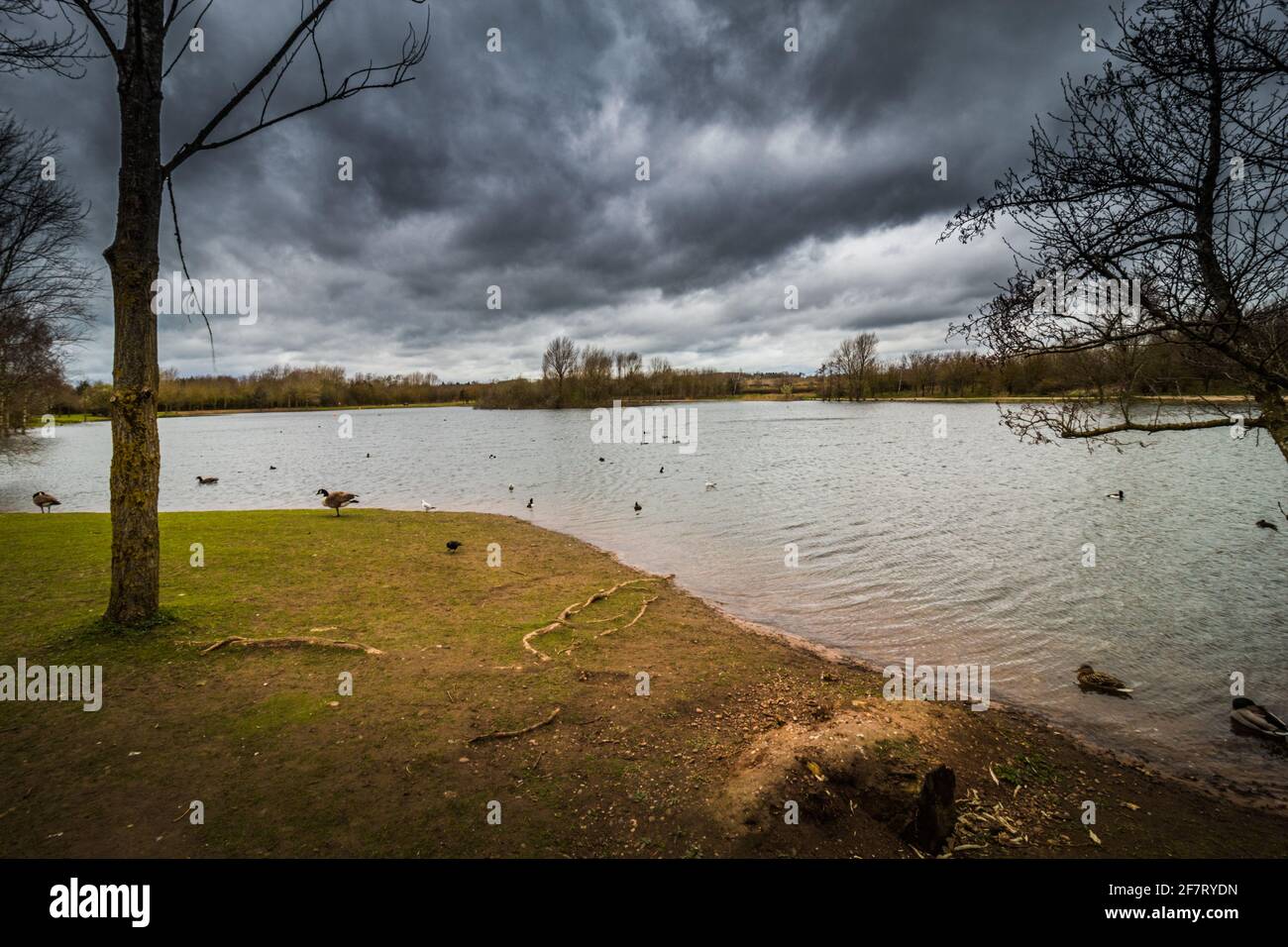A visit on a small walk by the lake in Barton Marina, England Burton under Needwood Stock Photo