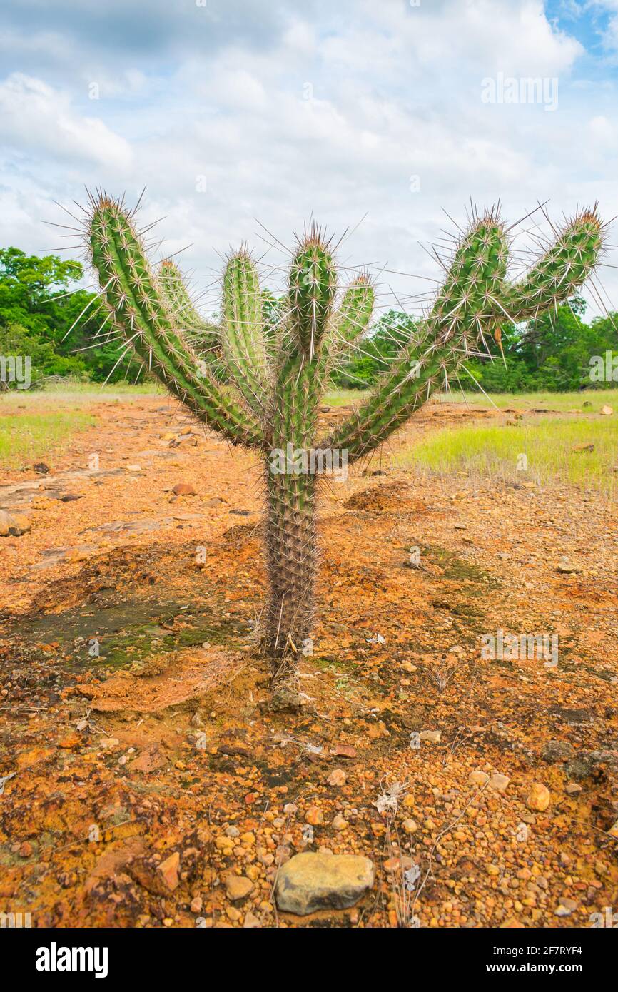 Cactos Cordel Xique Xique  Cordel Xique Xique cactus - Patrícia