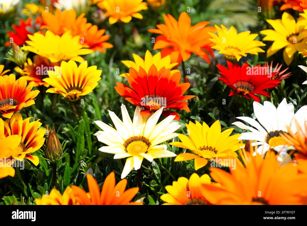 Beautiful group of african daisies (Gazania) in bloom, red, yellow ...