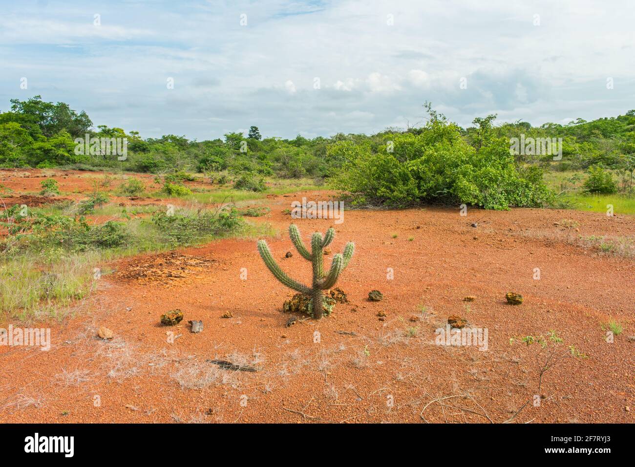 Xique xique pilosocereus gounellei hires stock photography and images