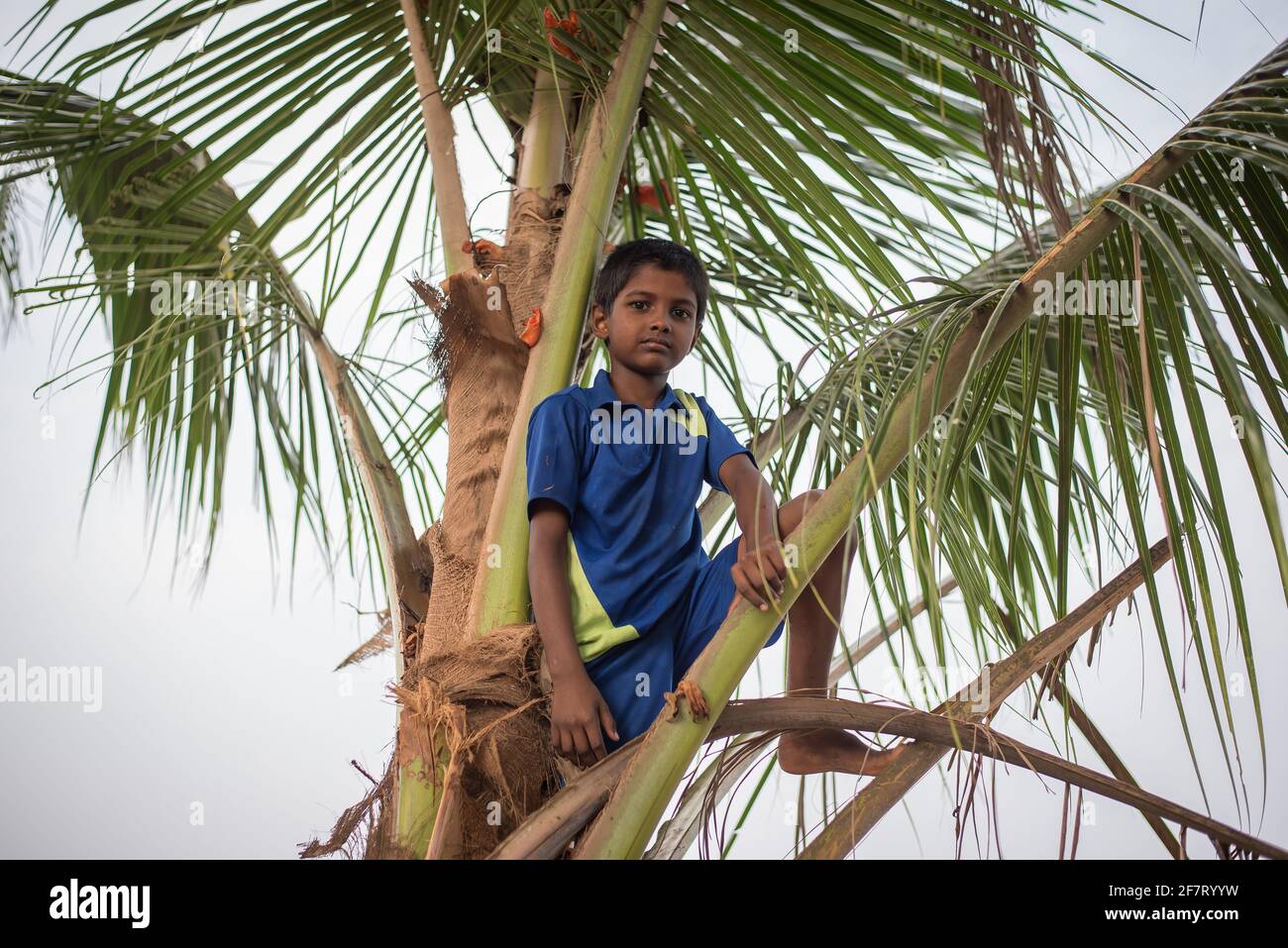 Varanasi, India. 10-14-2019. Portrait of a boy climbing at a coconut tree in the school premises after having lunch with all school mates in India. Stock Photo