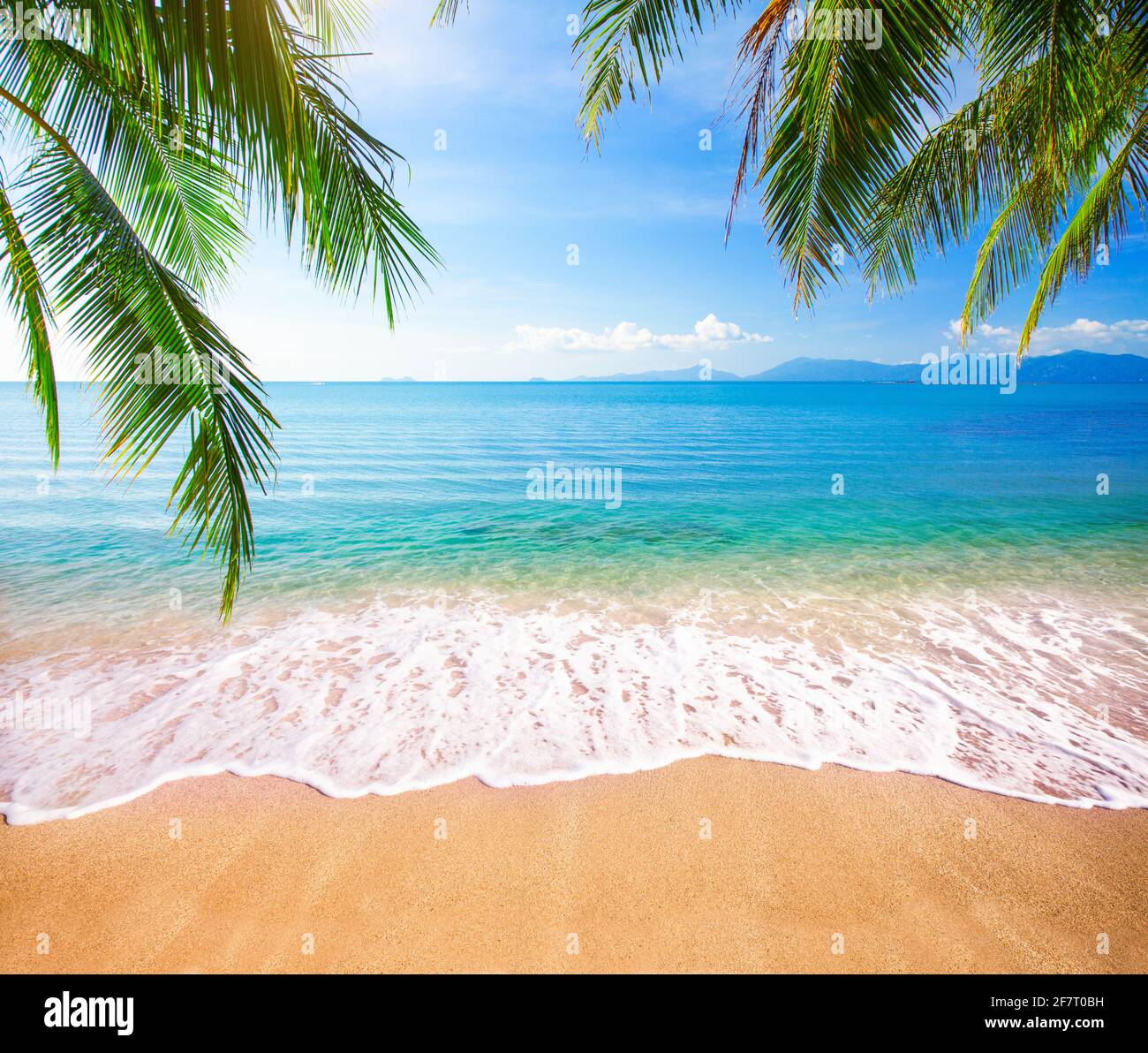 Green leaves of Palm tree and tropical beach Stock Photo - Alamy