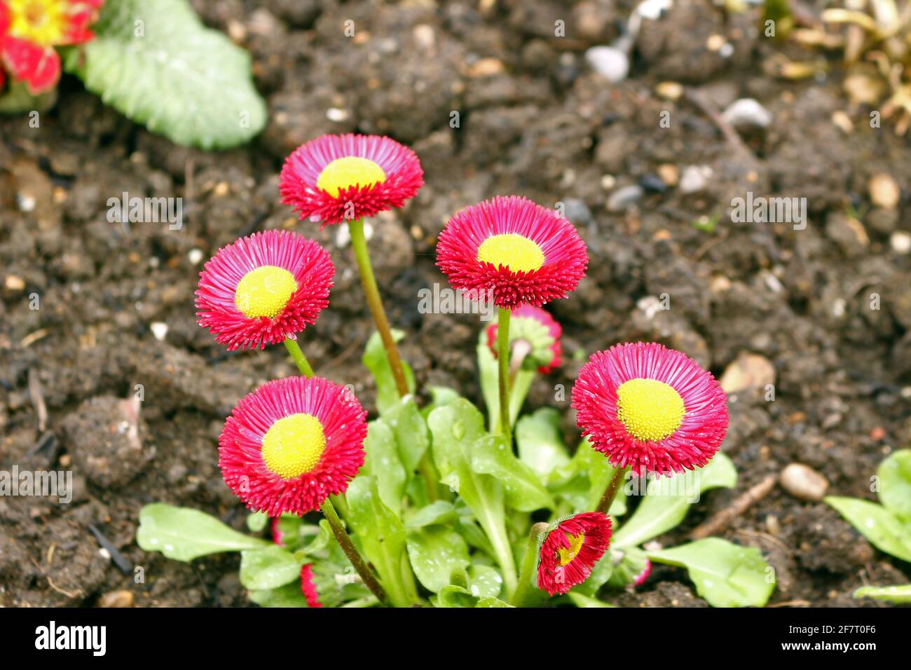 Bellis perennis, developed from the common wild daisy. Stock Photo