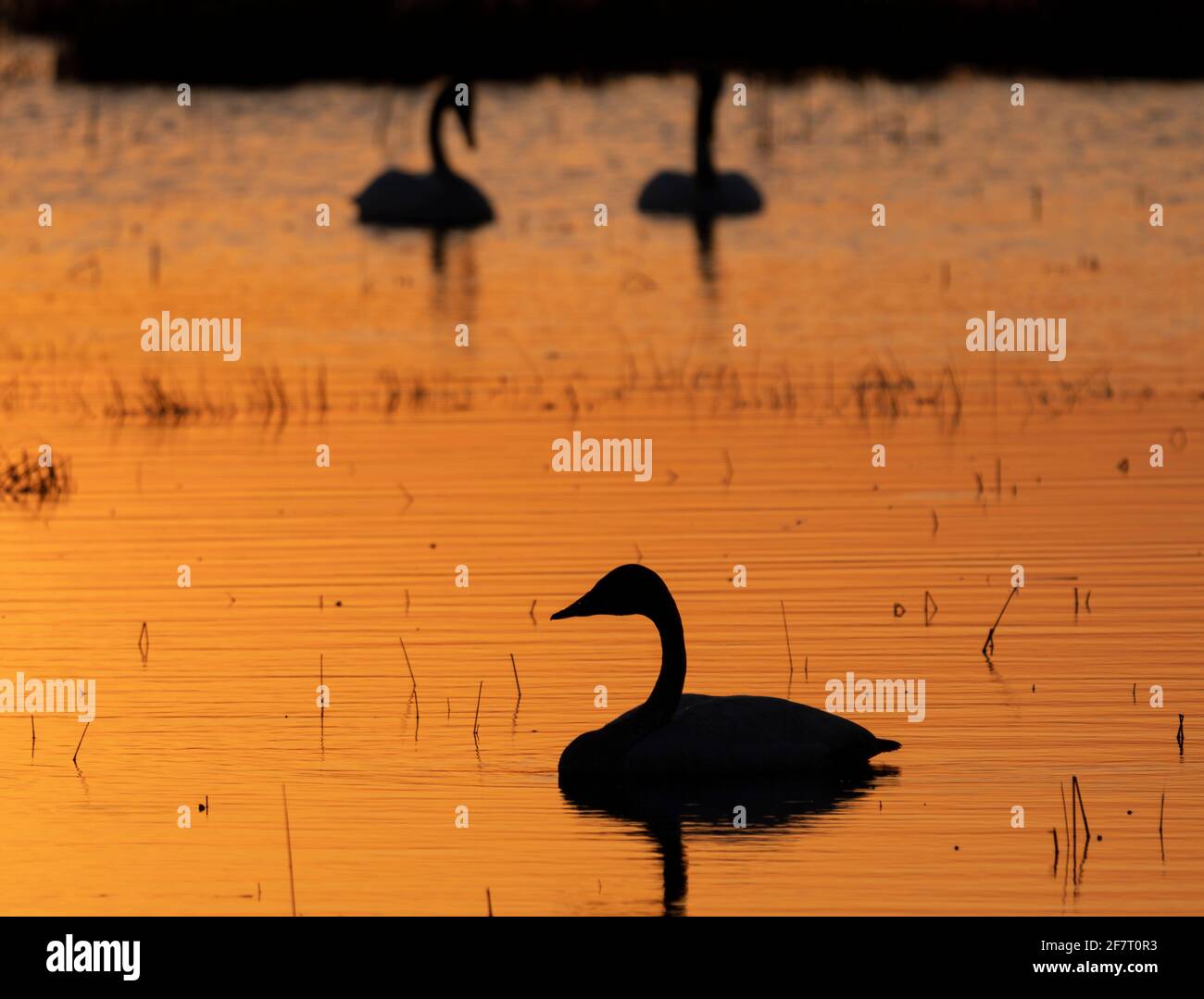 Trumpeter swans swim at sunrise in Phantom Lake at Crex Meadows Wildlife Area in Wisconsin Stock