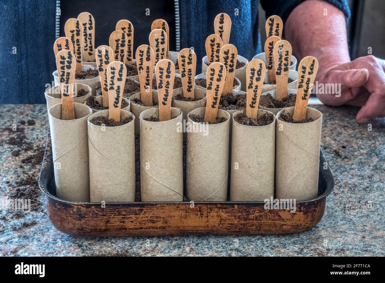 French beans planted in old toilet rolls filled with potting compost & held in a re-used baking tray with lollipop sticks as labels. Stock Photo