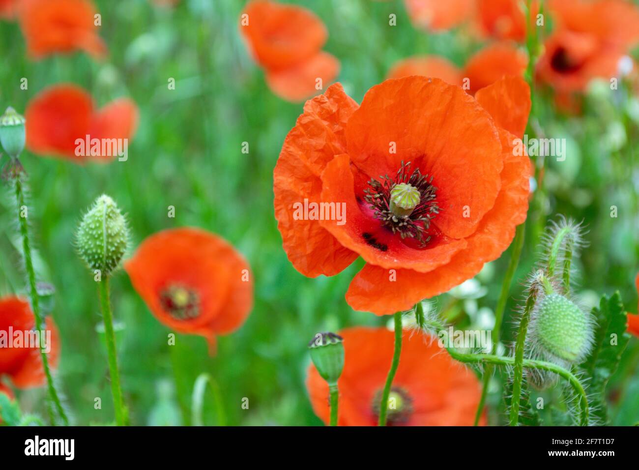 Anzac day red poppies hi-res stock photography and images - Alamy