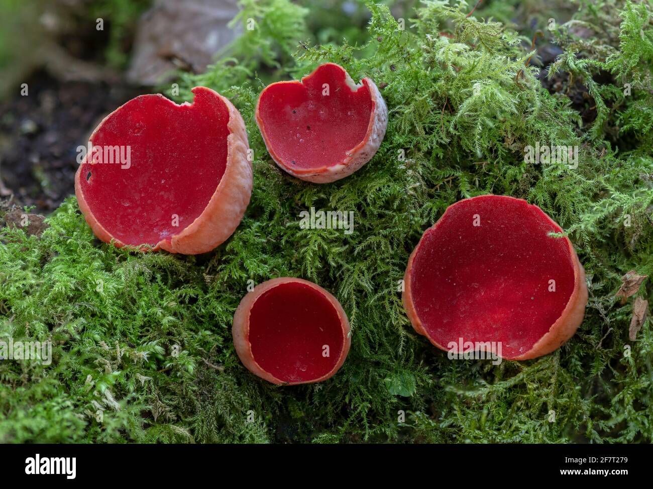 Scarlet elf cup, Sarcoscypha coccinea, ( Peziza coccinea ) growing abundantly in mossy woodland in winter. Stock Photo