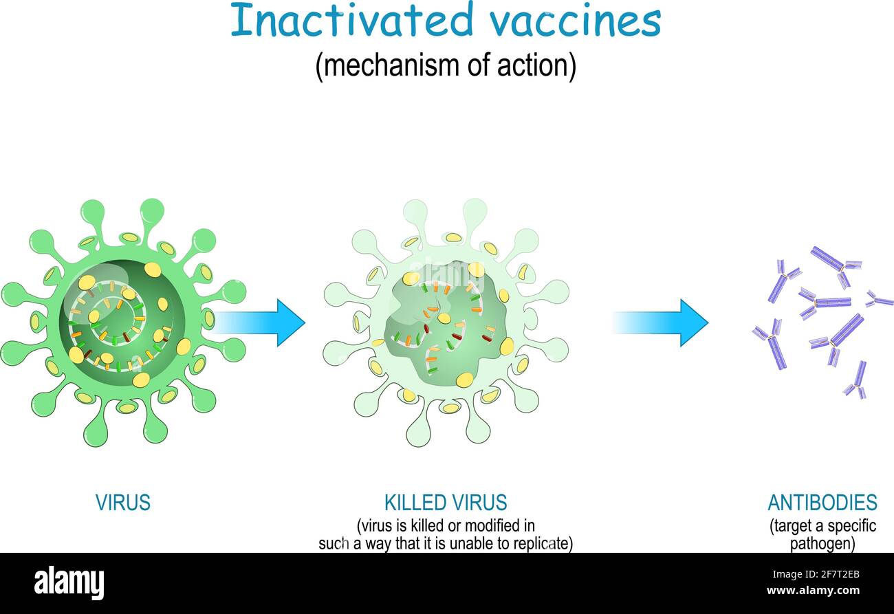Inactivated vaccines. Vaccine use killed or modified viruses that unable to replicate. mechanism of action to prompt the body to produce antibodies ag Stock Vector