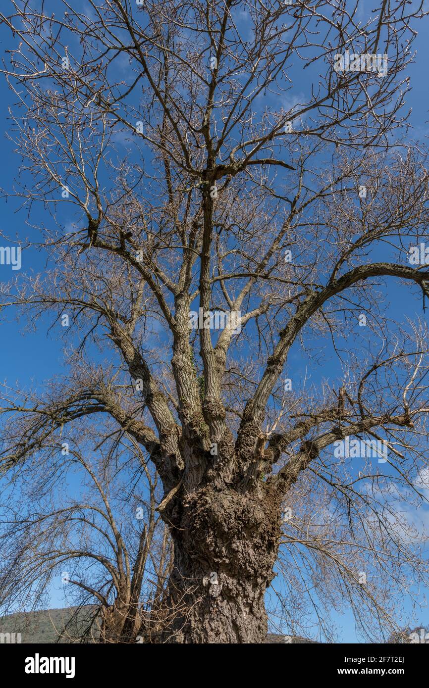 Native black poplar hires stock photography and images Alamy