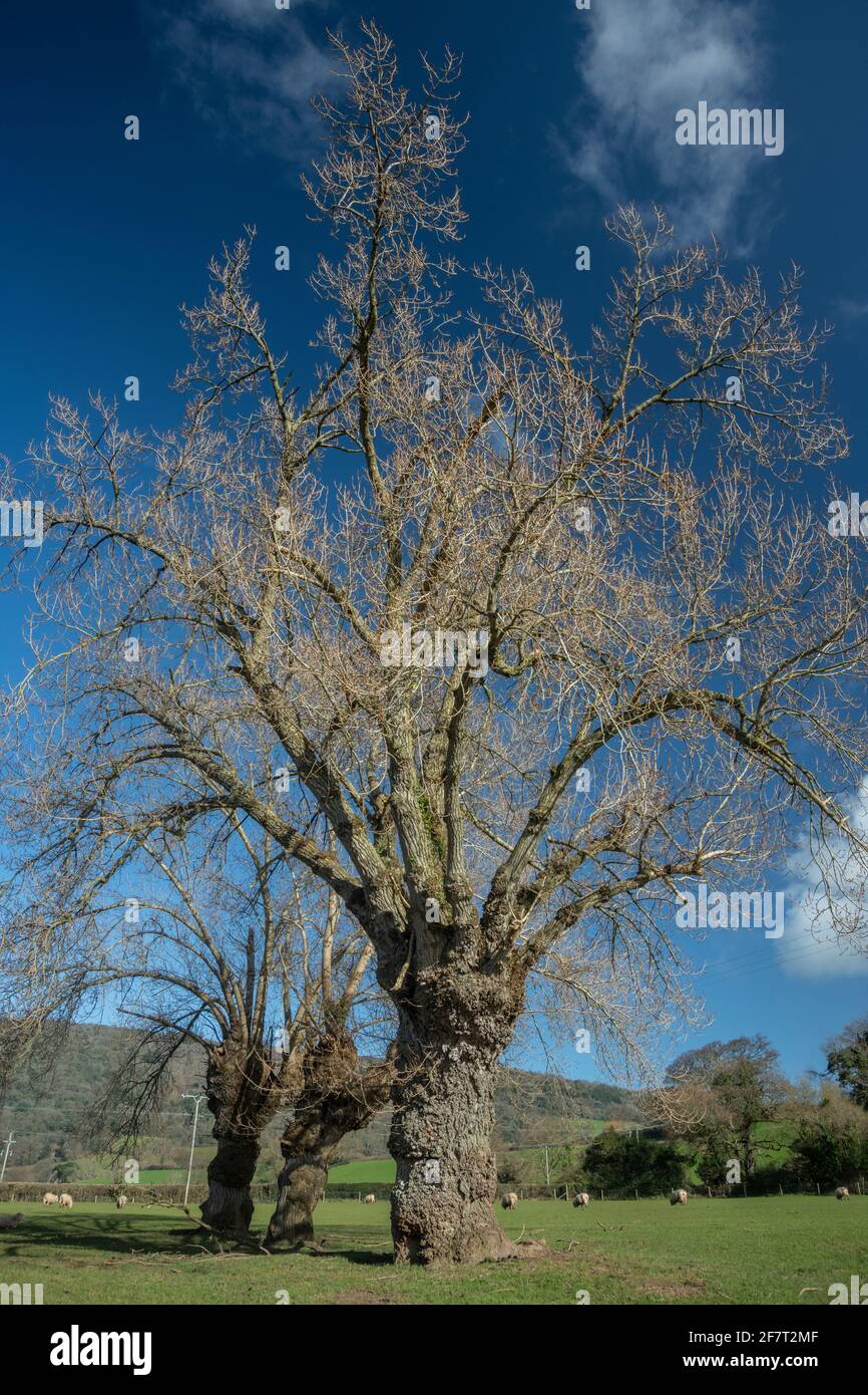 Native black poplar hires stock photography and images Alamy