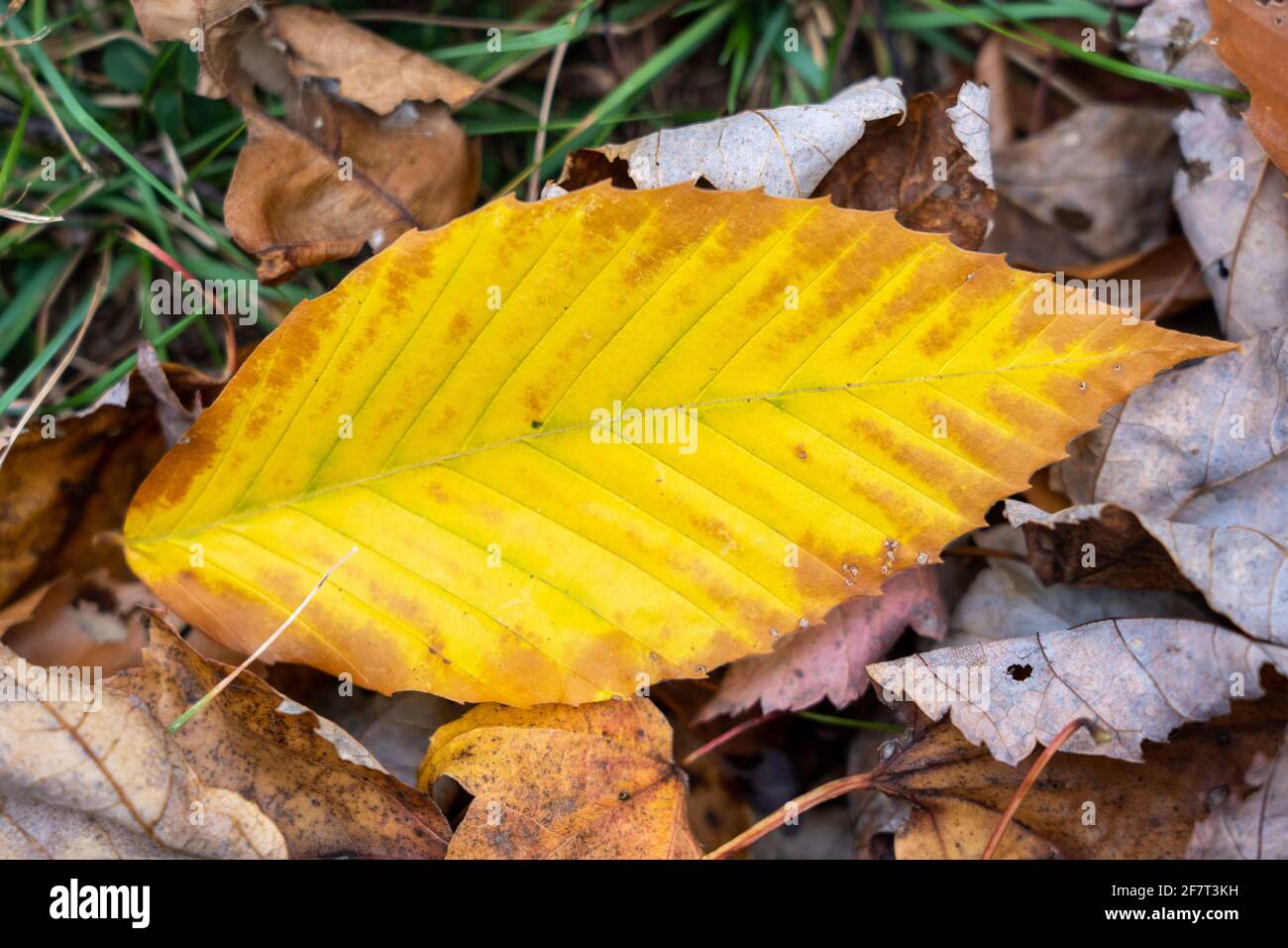 Top view of a fallen yellow leaf on the ground Stock Photo - Alamy
