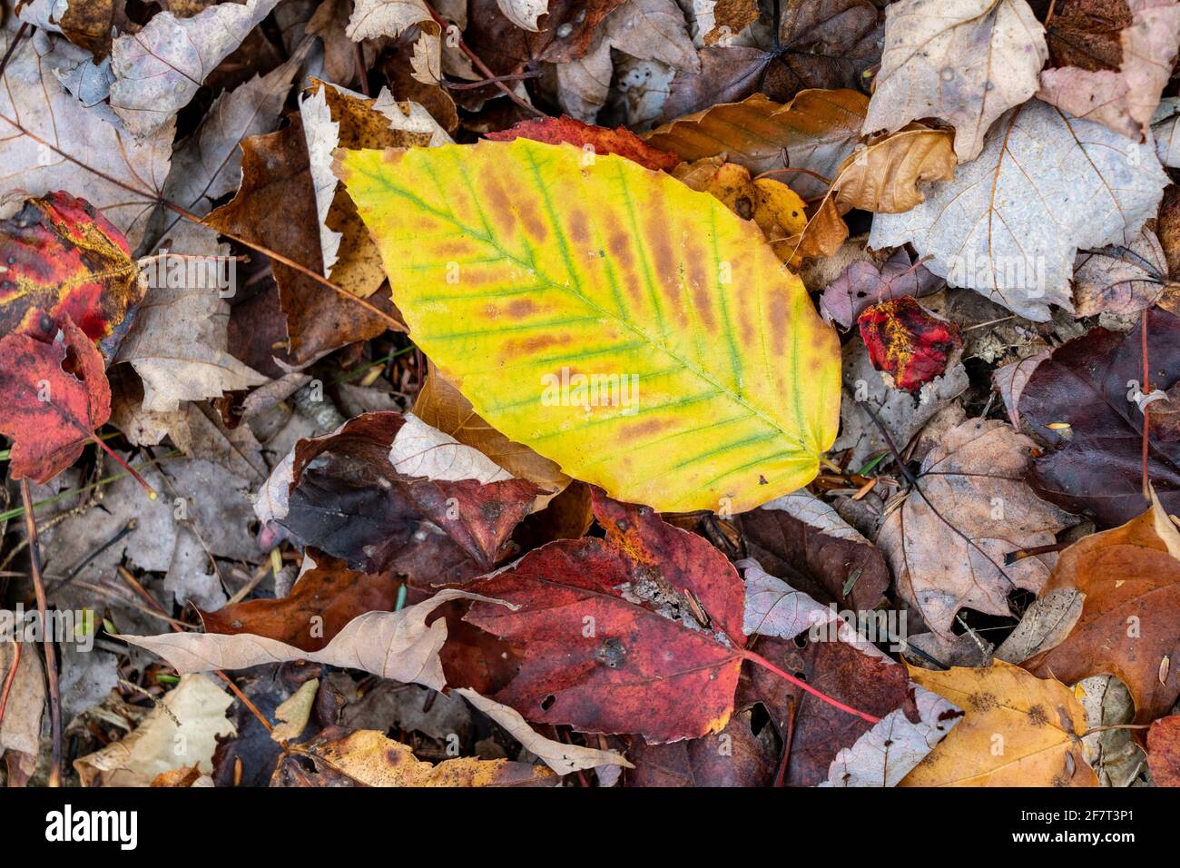 Top view of a fallen yellow leaf on the ground Stock Photo - Alamy