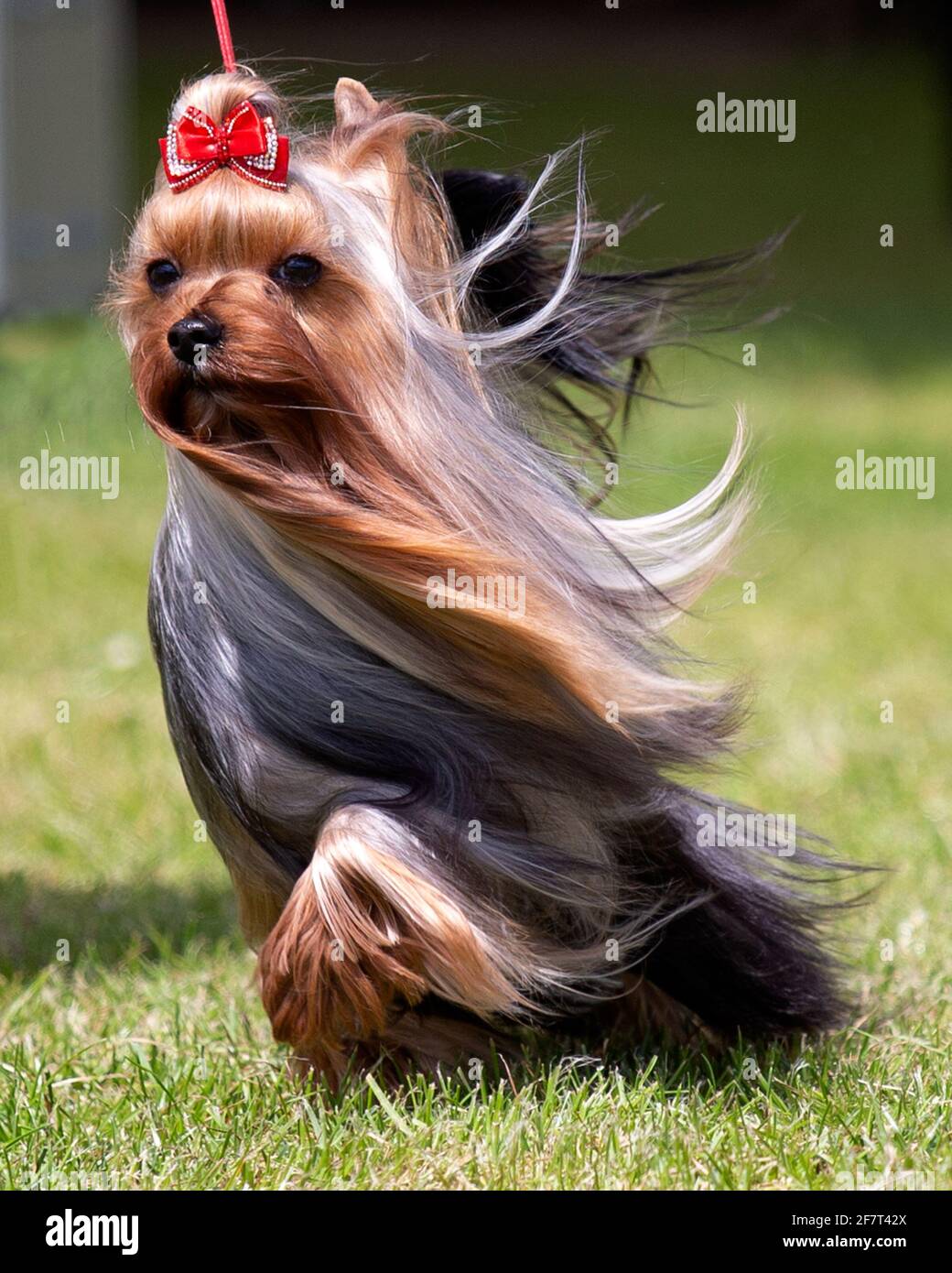 Yorkshire Terrier with flowing coat and red bow in her hair Stock Photo