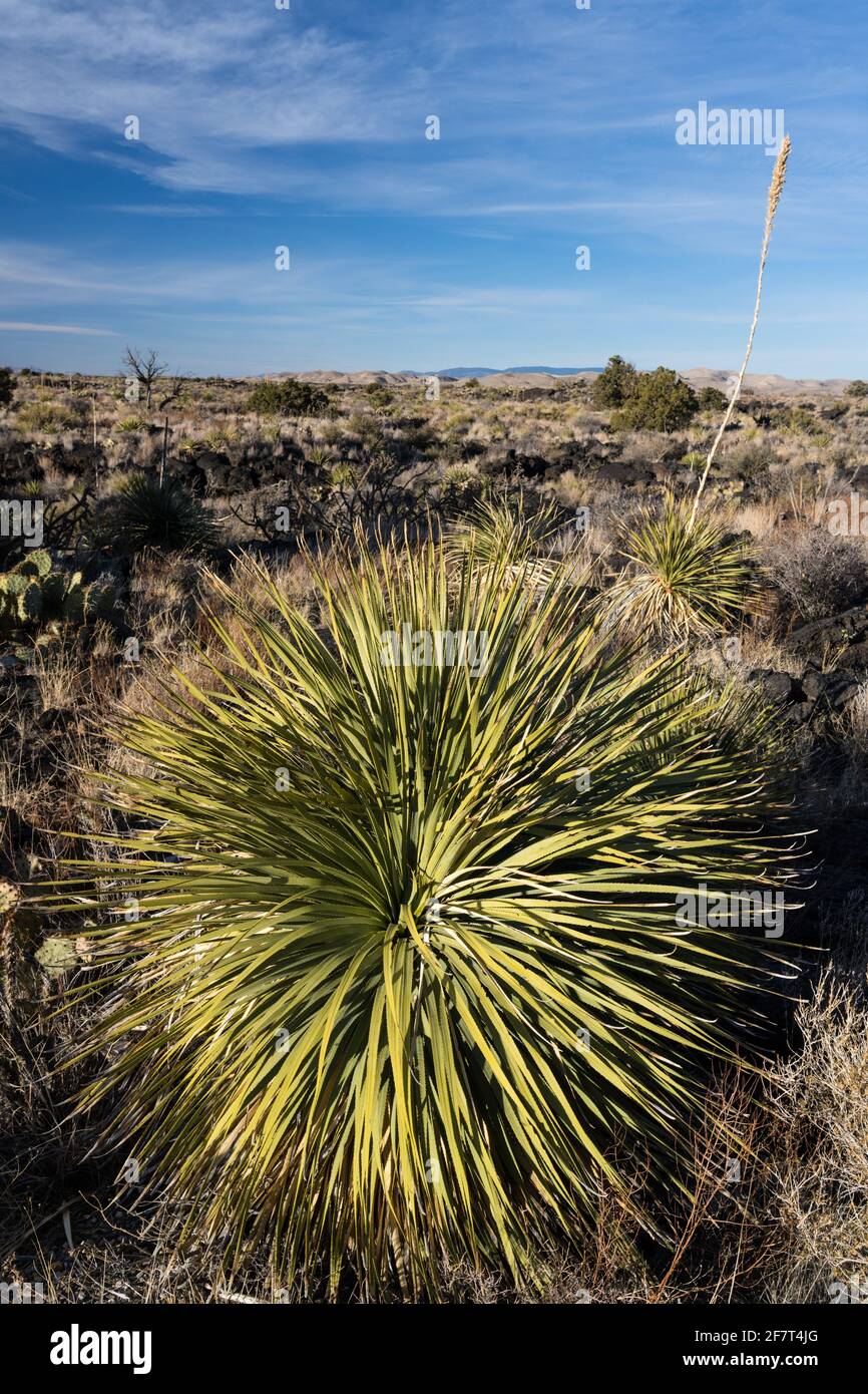 Commom Sotol growing in the lava fields of Valley of FIres Recreation Area, New Mexico.  Its tall flower spike resembles a yucca, but it is actually i Stock Photo