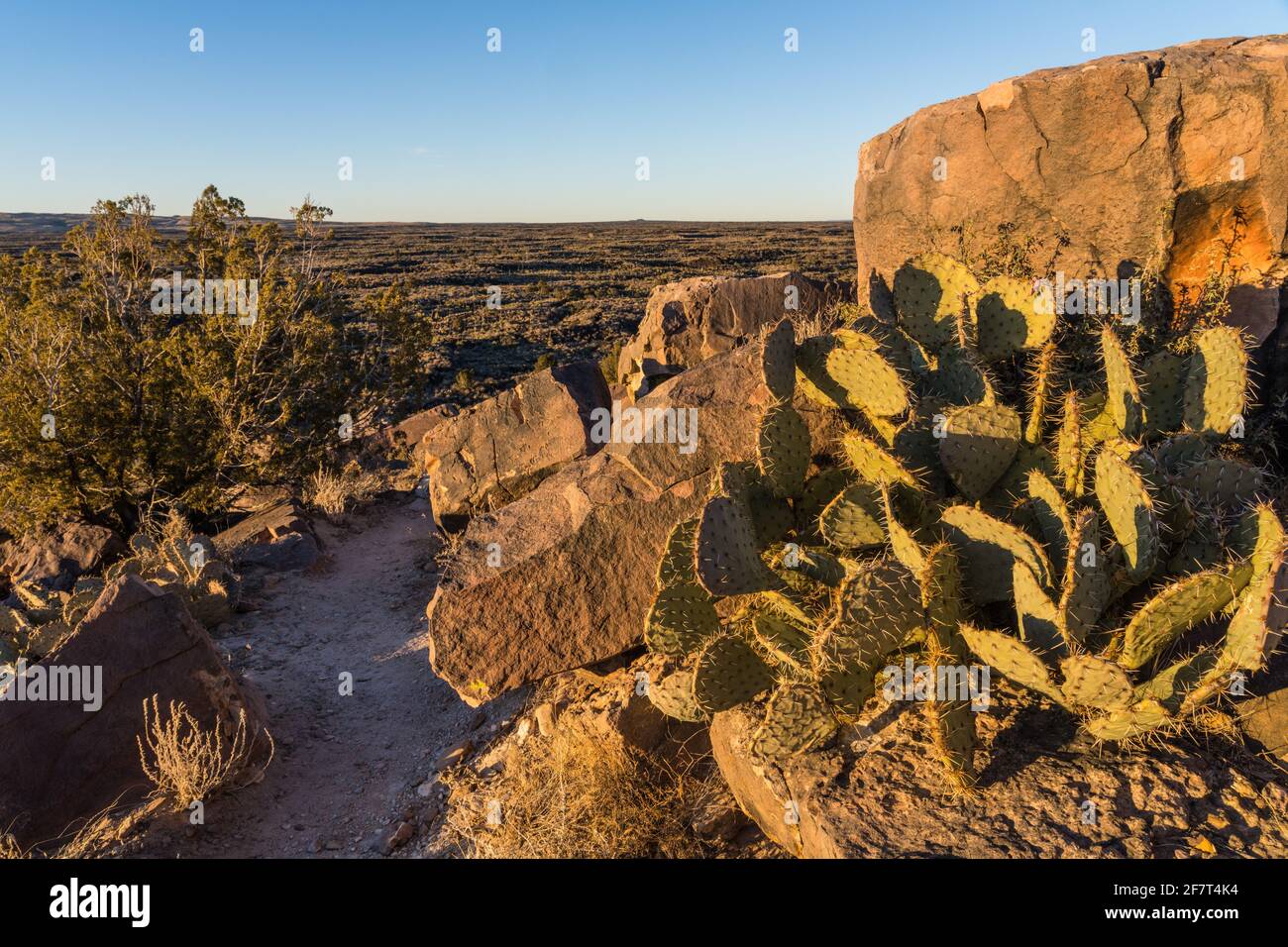 Prickley Pear Cactus among sandstone boulders in the Valley of FIres Recreation Area, New Mexico. Stock Photo