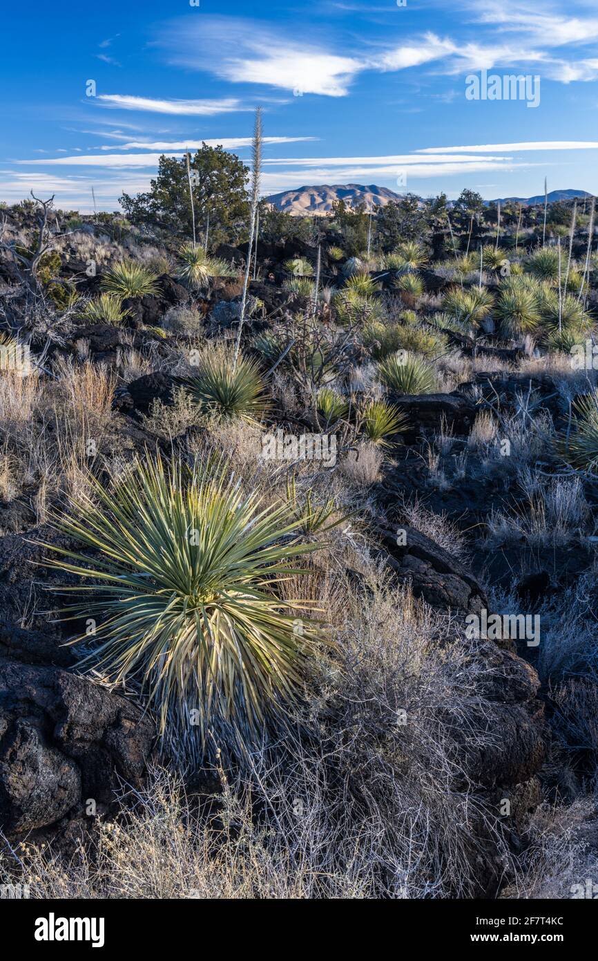 Commom Sotol growing in the lava fields of Valley of FIres Recreation Area, New Mexico.  Its tall flower spike resembles a yucca, but it is actually i Stock Photo