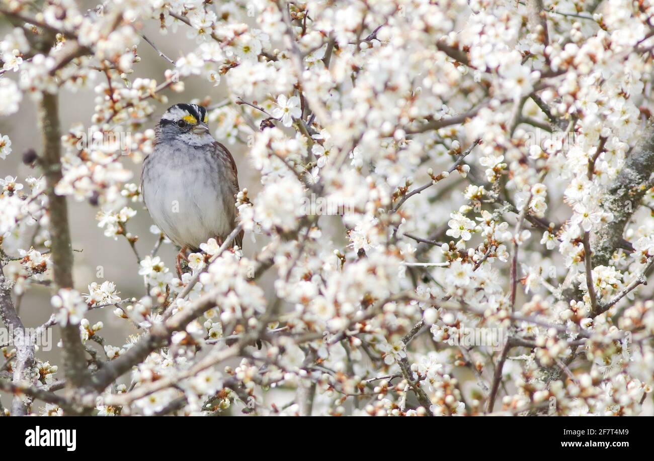 A mega rare White-throated Sparrow, all the way from North America, feeding and calling from inside some blackthorn blossom attracting many twitchers Stock Photo