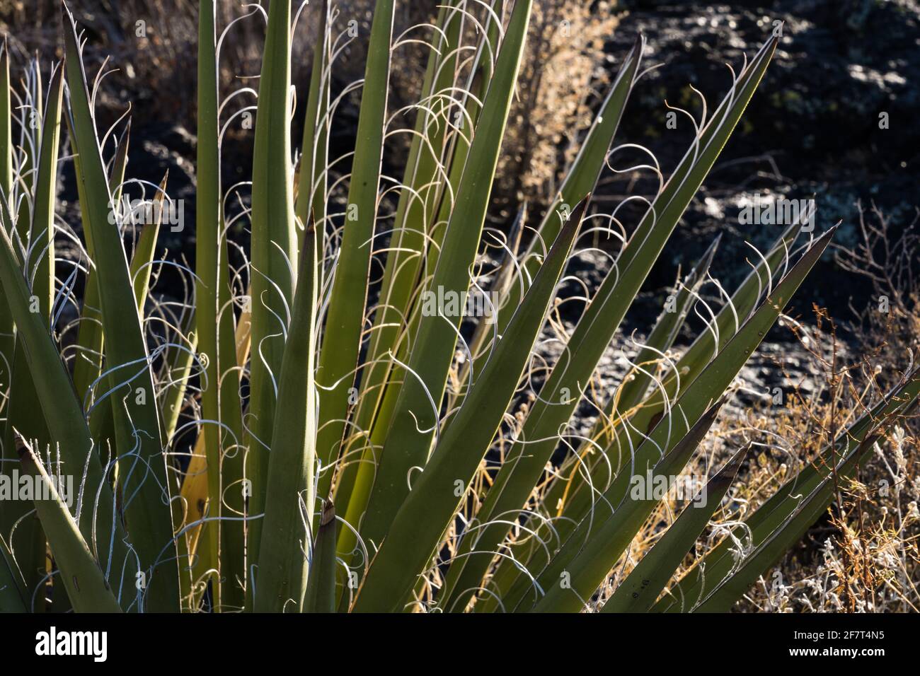 Detail of the fibrous leaves of the Datil Yucca, Yucca baccata, in the