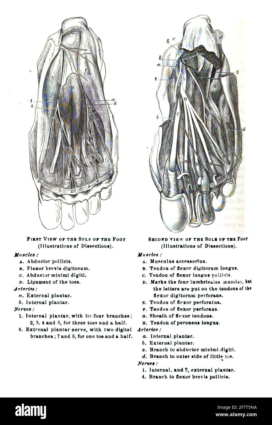 Illustration of a 19th-century textbook explaining human anatomy Stock ...