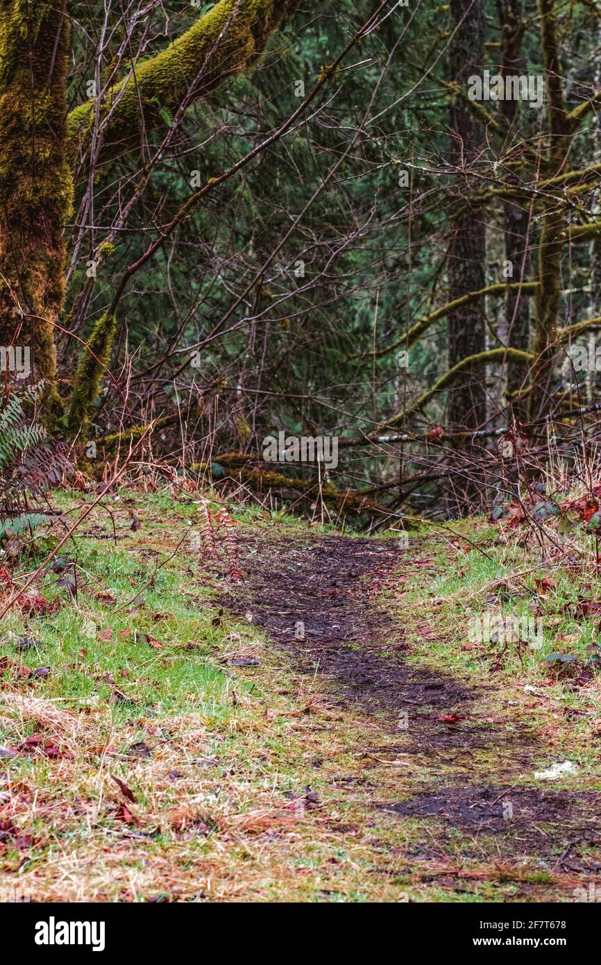 Trail leading into the forest in the fall Stock Photo - Alamy