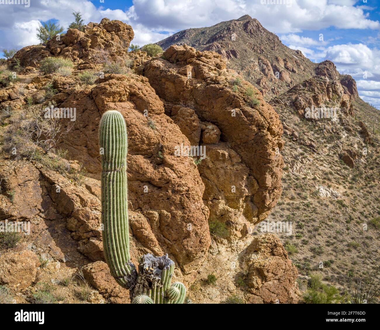 Saguaro National Park in the Sonoran desert of southern Arizona Stock ...